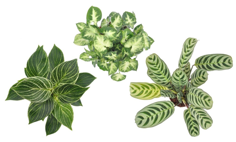  Mélange De Plantes D'intérieur - Set De 3 - Hauteur 25-40cm - ⌀12cm