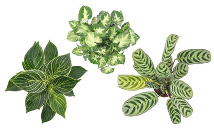  Mélange De Plantes D'intérieur - Set De 3 - Hauteur 25-40cm - ⌀12cm