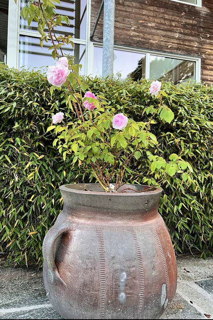  Rosier David Austin 'olivia Rose' ? - En Pot De 5 Litres