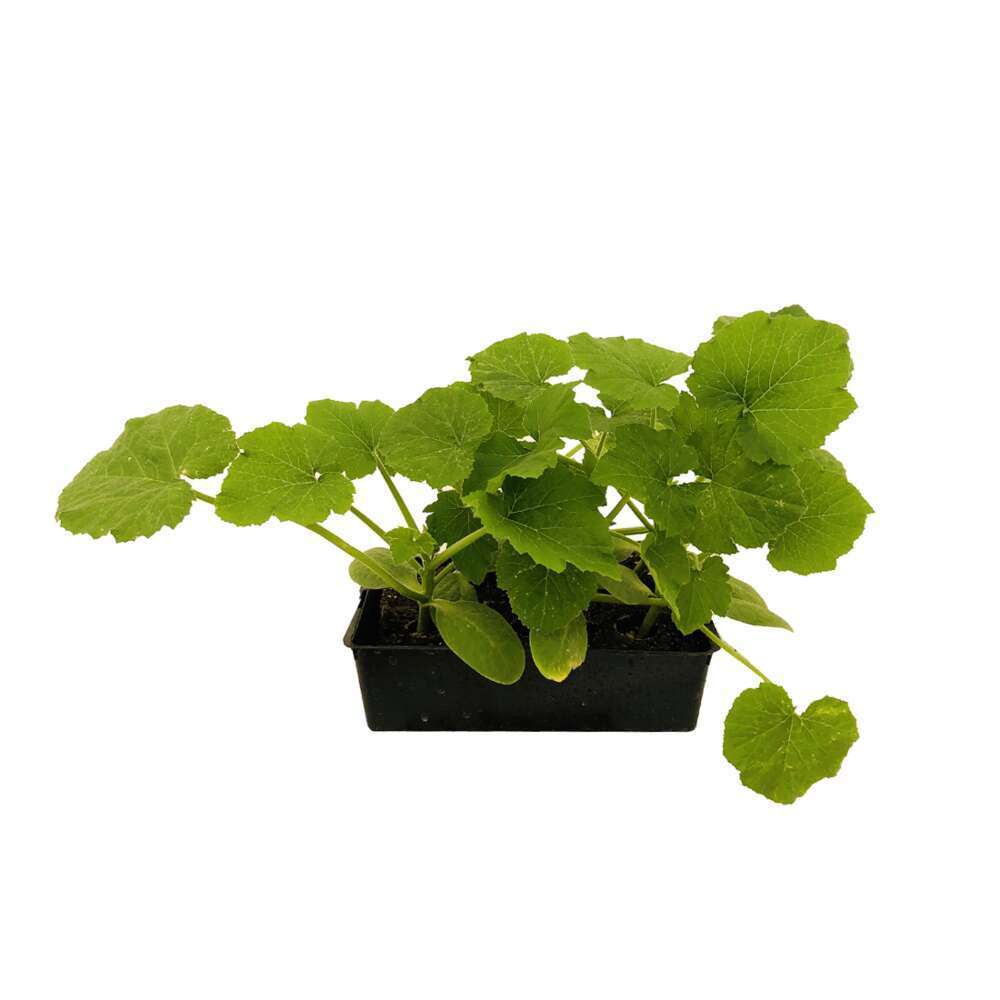 Plants De Courgettes 'Tarmino' F1 : Barquette De 6 Plants