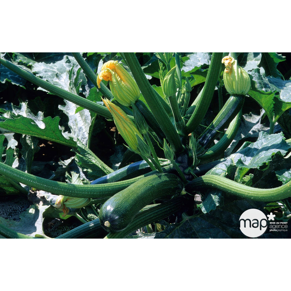  Plants De Courgettes 'Tarmino' F1 : Barquette De 6 Plants