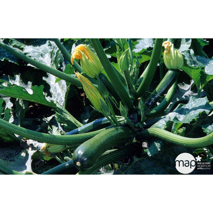  Plants De Courgettes 'Tarmino' F1 : Barquette De 6 Plants