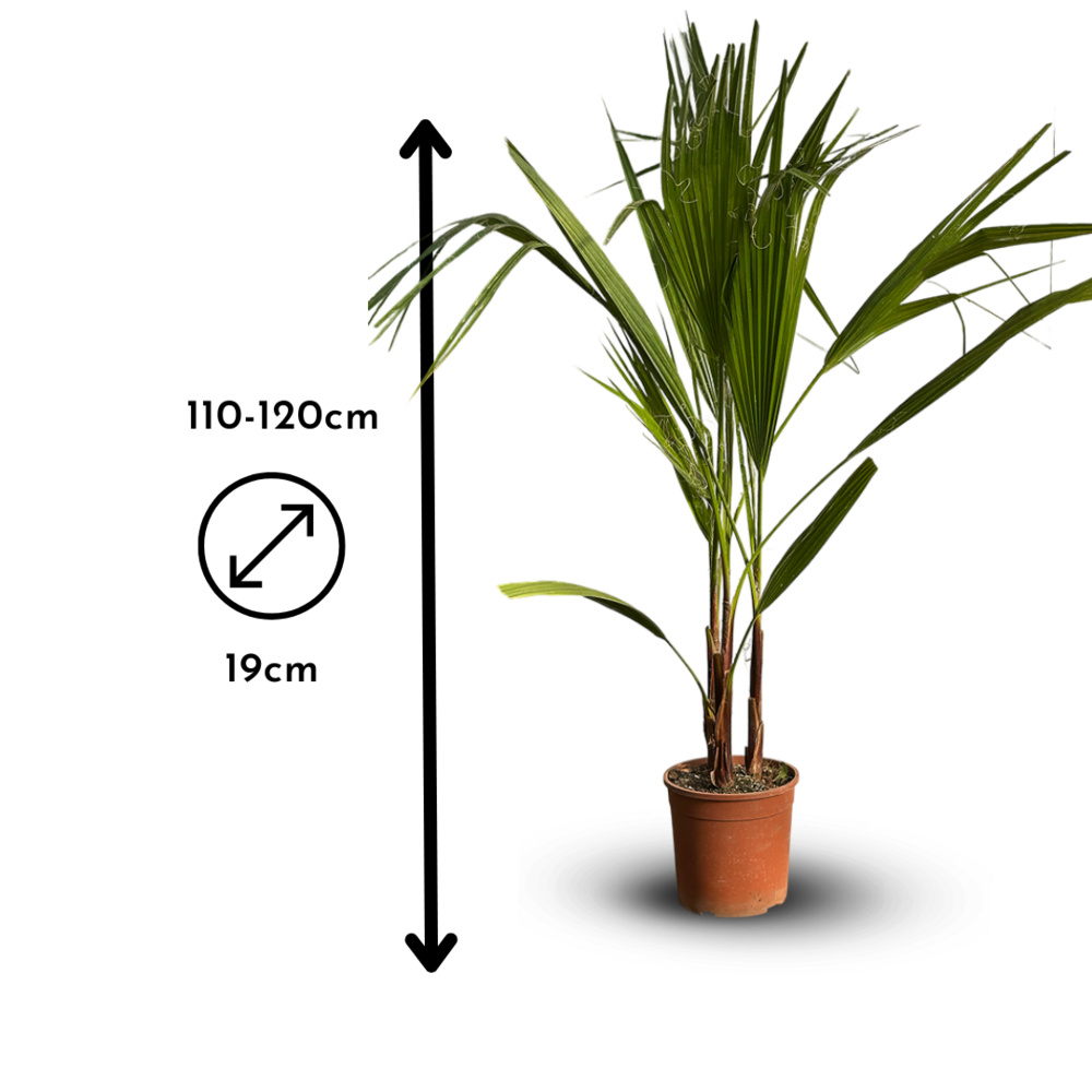  Washingtonia Robusta - Palmier Nain - ↕ 110-120 Cm - ⌀ 19 Cm - Plante D'extérieur