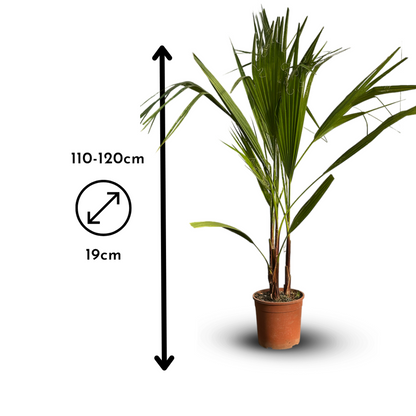  Washingtonia Robusta - Palmier Nain - ↕ 110-120 Cm - ⌀ 19 Cm - Plante D'extérieur