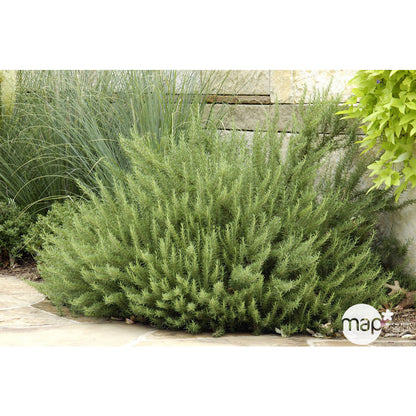  Plant De Romarin : En Godet