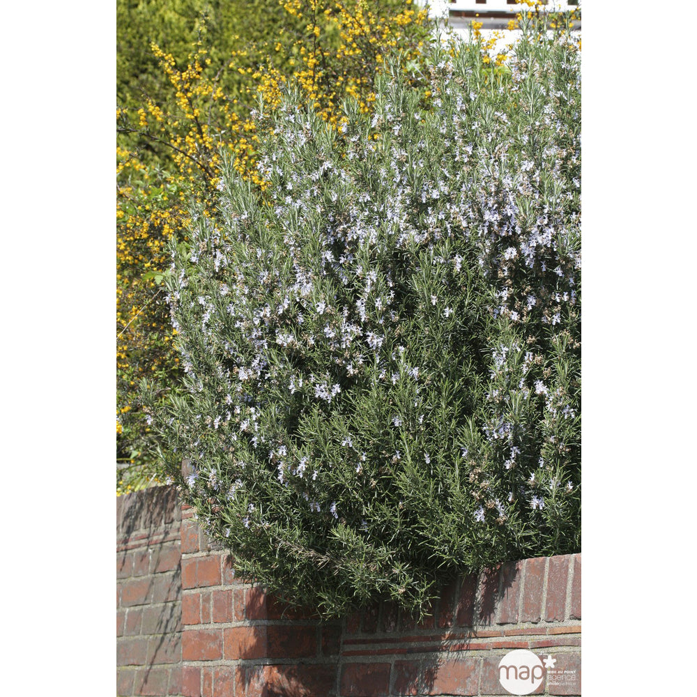  Plant De Romarin : En Godet