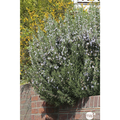  Plant De Romarin : En Godet
