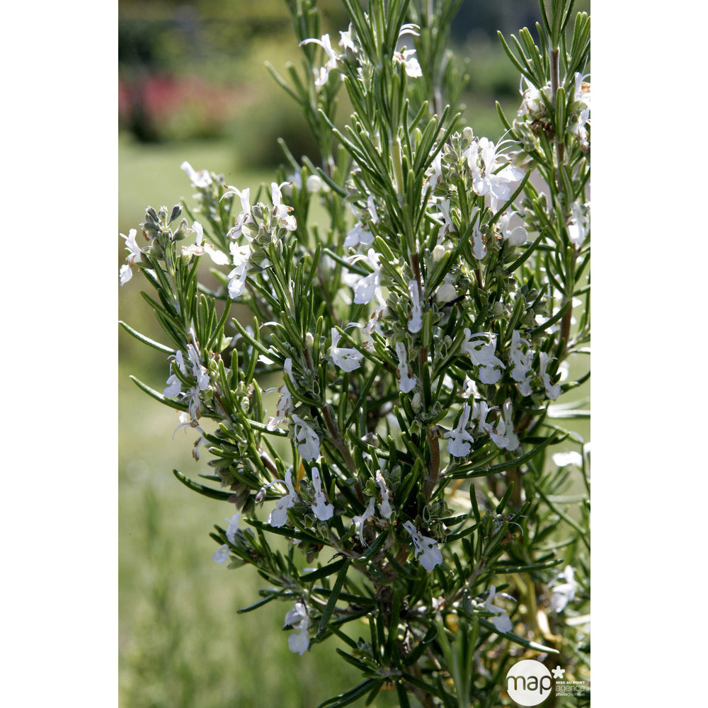  Plant De Romarin : En Godet
