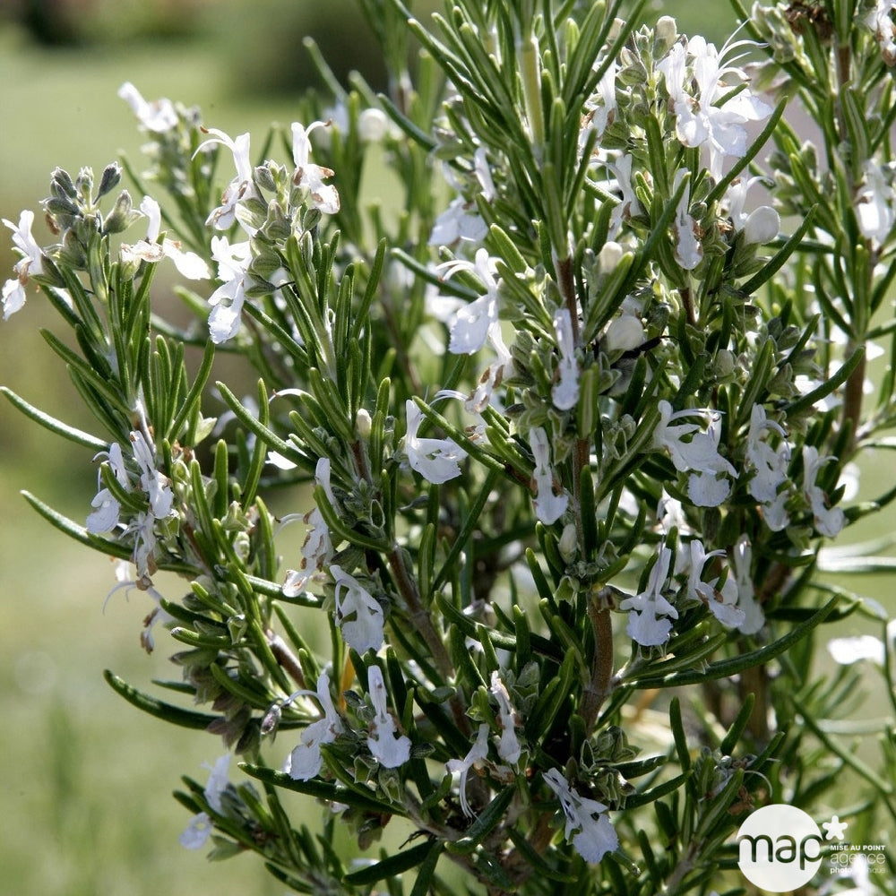  Plant De Romarin : En Godet