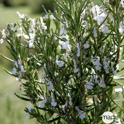  Plant De Romarin : En Godet