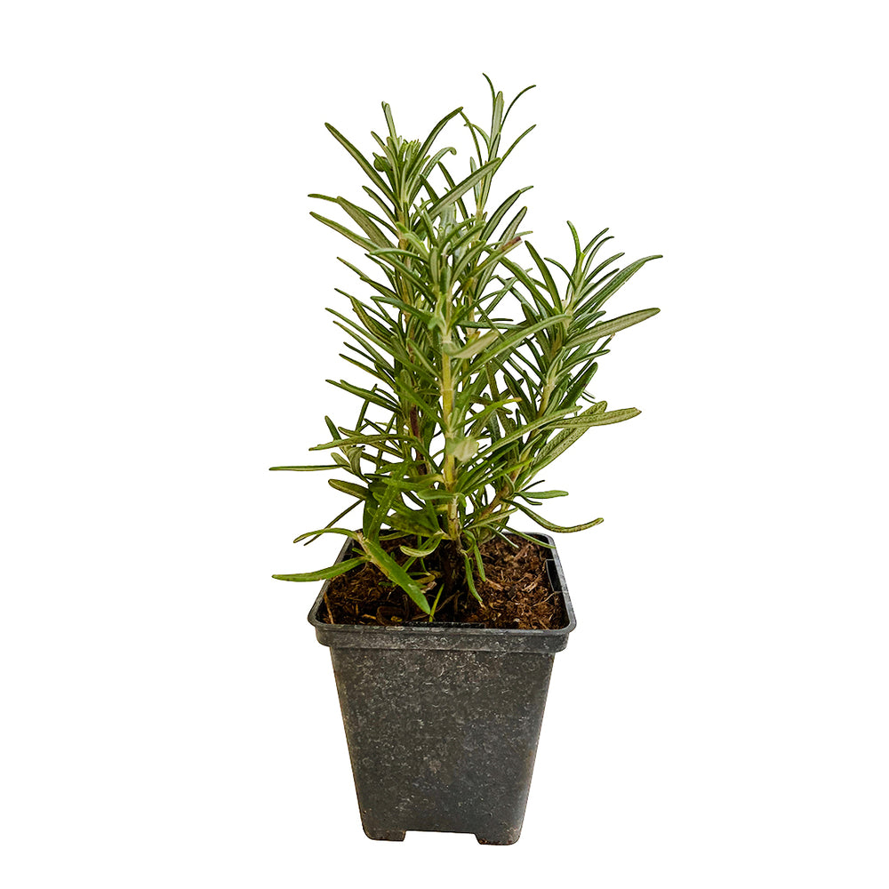  Plant De Romarin : En Godet