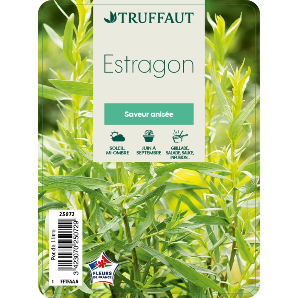  Plant D'estragon : Pot De 1 Litre