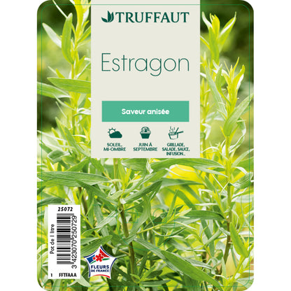  Plant D'estragon : Pot De 1 Litre