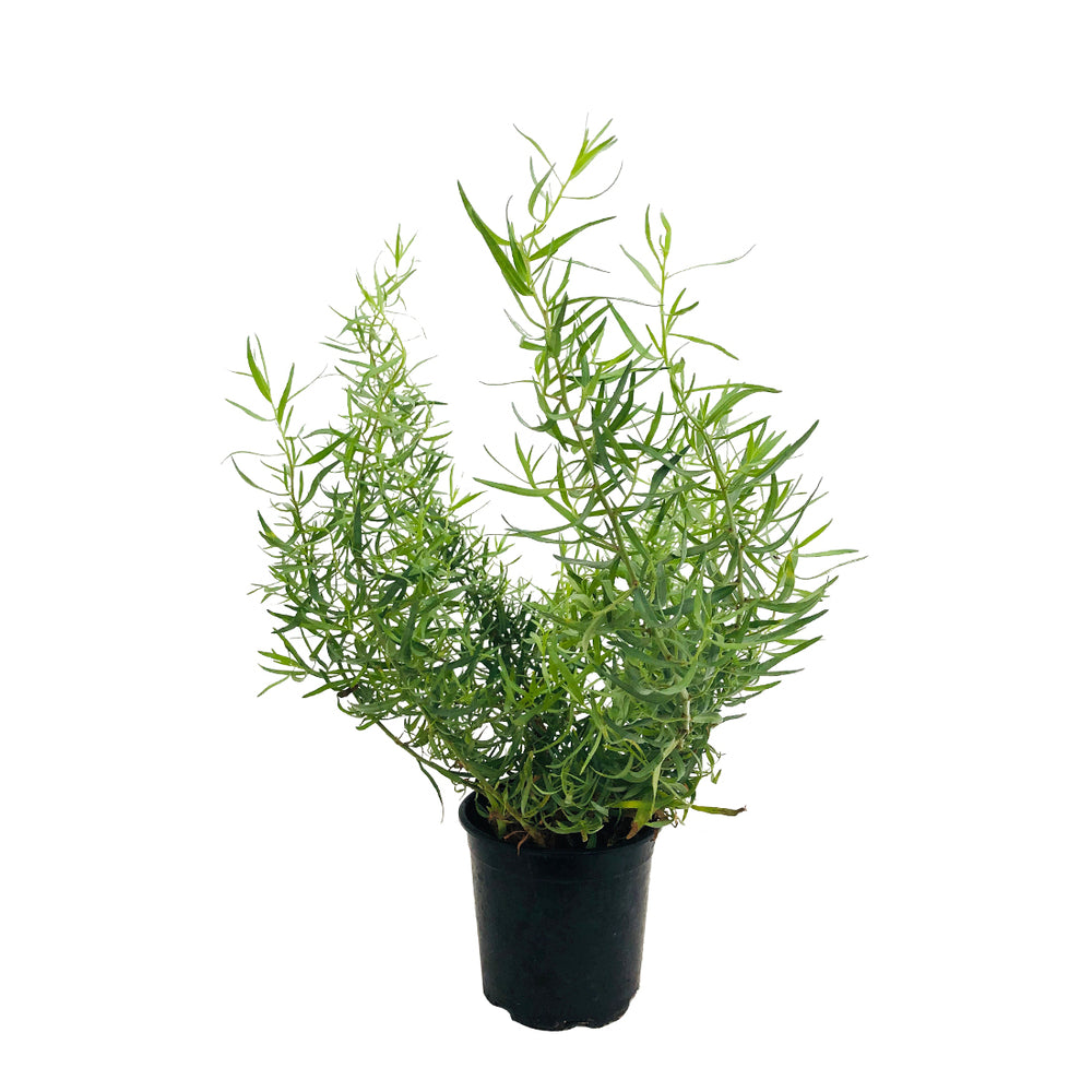  Plant D'estragon : Pot De 1 Litre