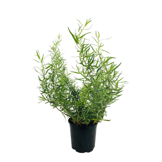  Plant D'estragon : Pot De 1 Litre
