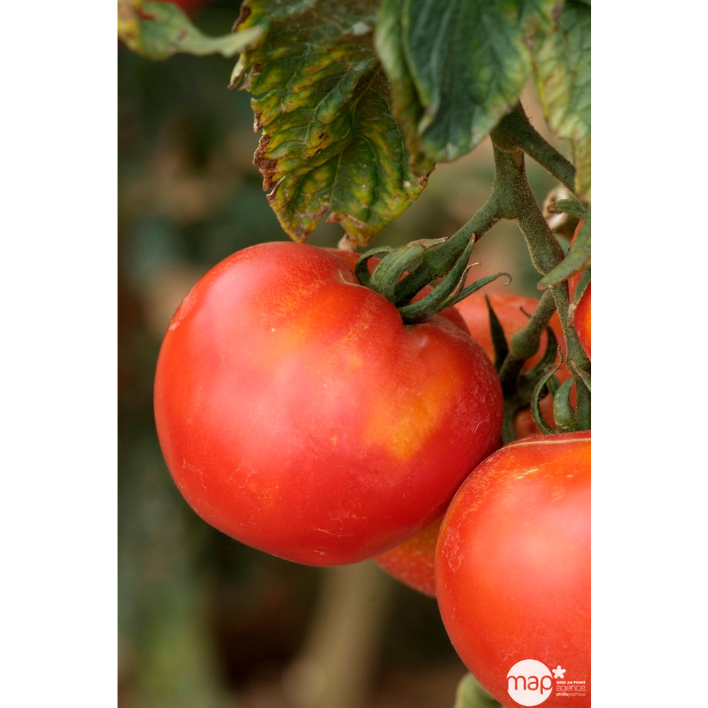  Plants De Tomates 'Fandango' F1 : Barquette De 6 Plants