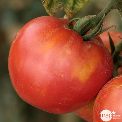  Plants De Tomates 'Fandango' F1 : Barquette De 6 Plants