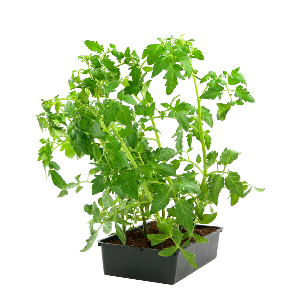  Plants De Tomates 'Fandango' F1 : Barquette De 6 Plants
