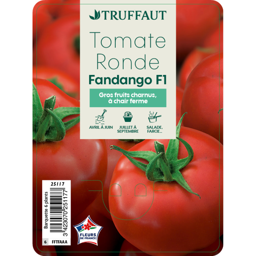  Plants De Tomates 'Fandango' F1 : Barquette De 6 Plants