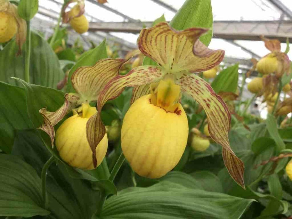  Cypripedium "inge" (orchidées Terrestres) Pot De 1 Litre - 0/60 Cm