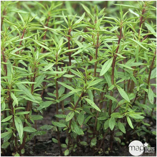  Plant De Sarriette Commune : Pot De D,14cm