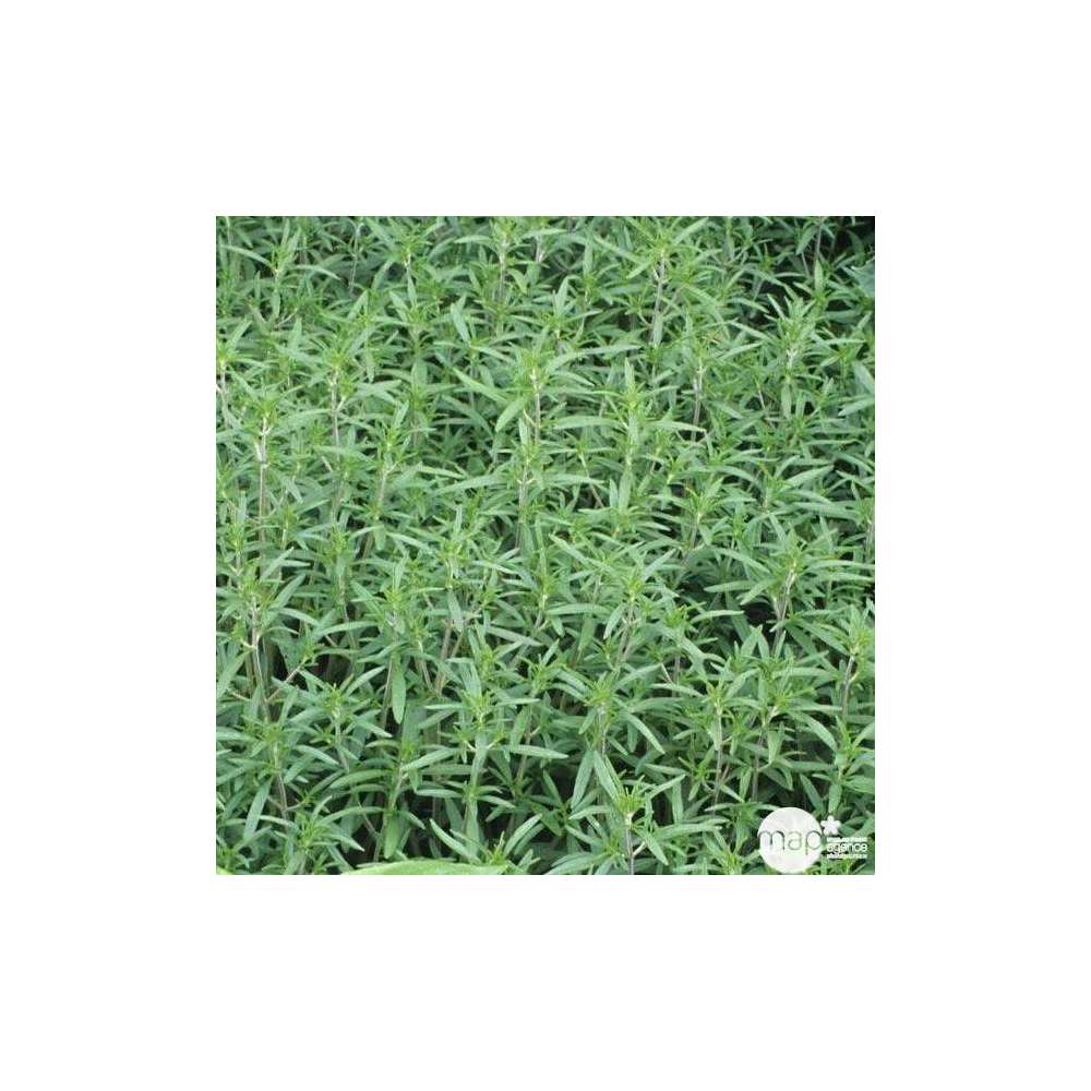  Plant De Sarriette Commune : Pot De D,14cm