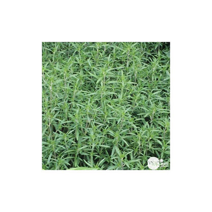  Plant De Sarriette Commune : Pot De D,14cm