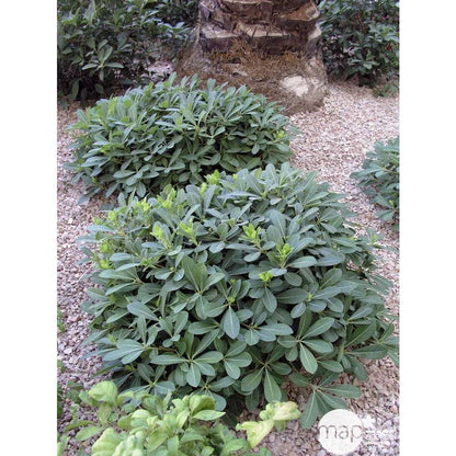  Pittosporum Tobira Nana : H 30/40 Cm Ctr 5 Litres