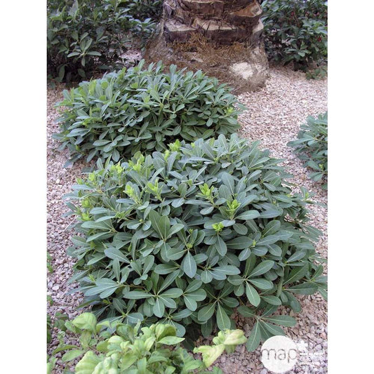  Pittosporum Tobira Nana : H 30/40 Cm Ctr 5 Litres