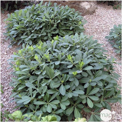  Pittosporum Tobira Nana : H 30/40 Cm Ctr 5 Litres