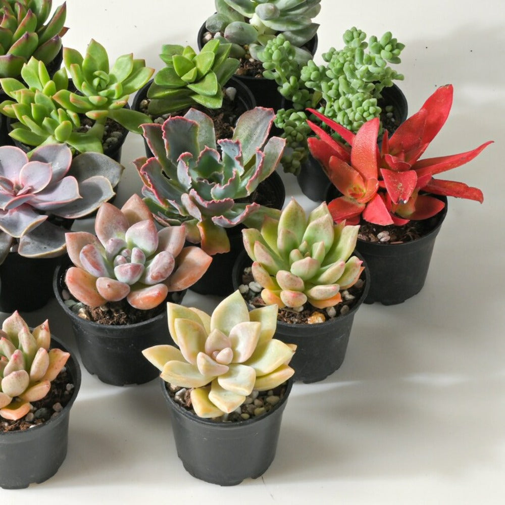  Succulentes Mélange De 5 Pots H-7/14cm