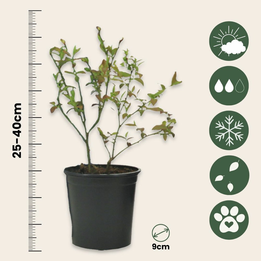  Plantes Fruitières - Set De 4 - Actinidia, Vaccinium, Lycium - H25-40cm - ⌀9cm