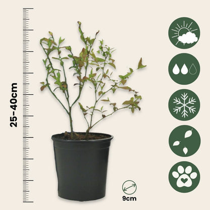  Plantes Fruitières - Set De 4 - Actinidia, Vaccinium, Lycium - H25-40cm - ⌀9cm