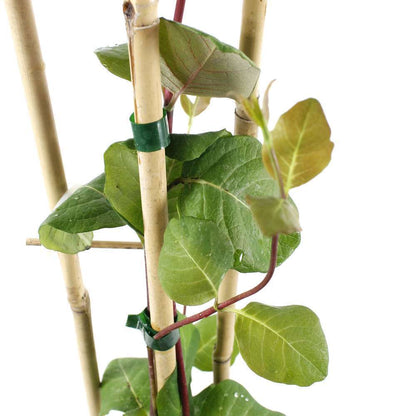  Lonicera X Heckrottii 'Goldflame' : H 125/150 Cm, Ctr De 3 Litres