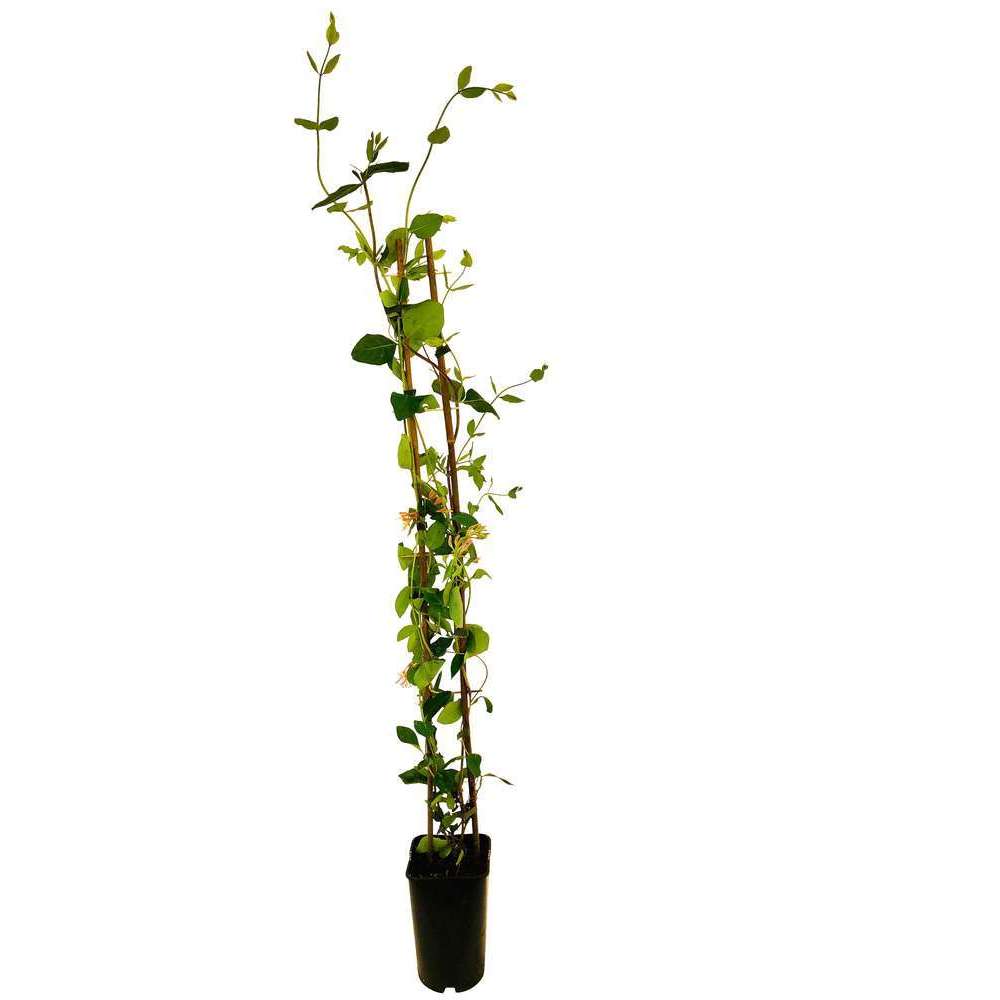  Lonicera X Heckrottii 'Goldflame' : H 125/150 Cm, Ctr De 3 Litres