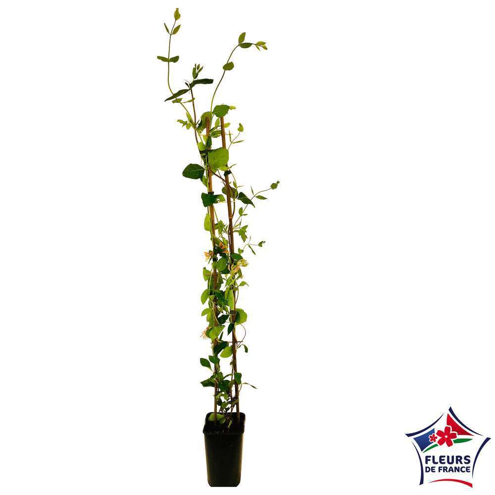  Lonicera X Heckrottii 'Goldflame' : H 125/150 Cm, Ctr De 3 Litres