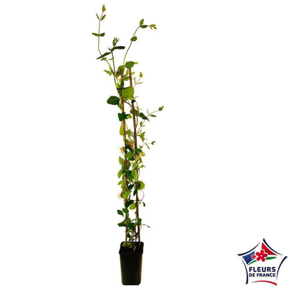  Lonicera X Heckrottii 'Goldflame' : H 125/150 Cm, Ctr De 3 Litres
