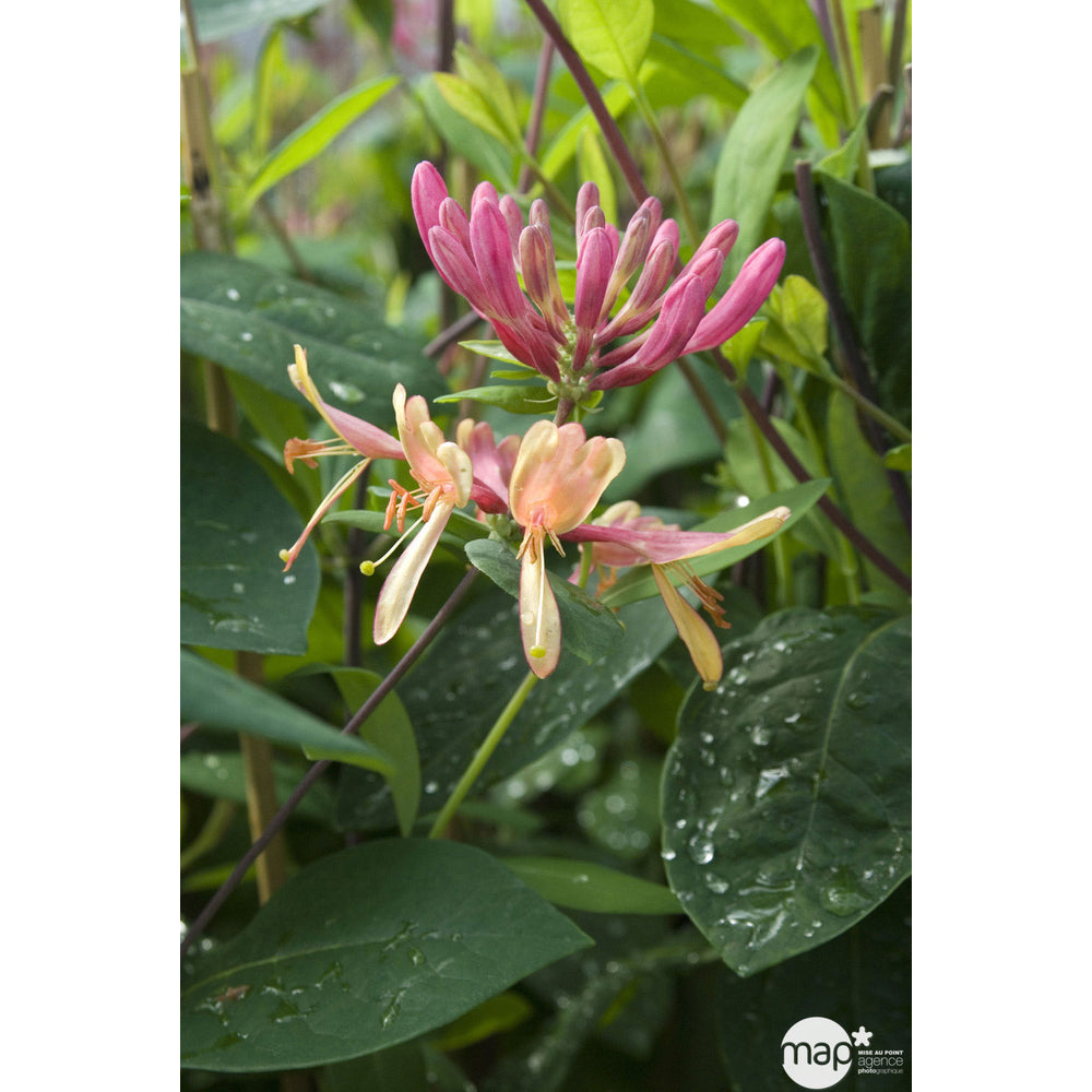  Lonicera X Heckrottii 'Goldflame' : H 125/150 Cm, Ctr De 3 Litres