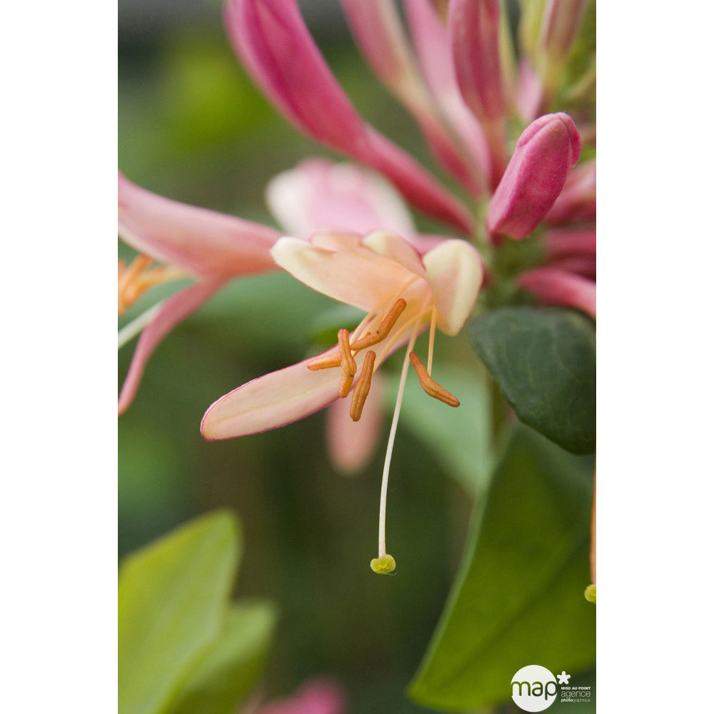  Lonicera X Heckrottii 'Goldflame' : H 125/150 Cm, Ctr De 3 Litres