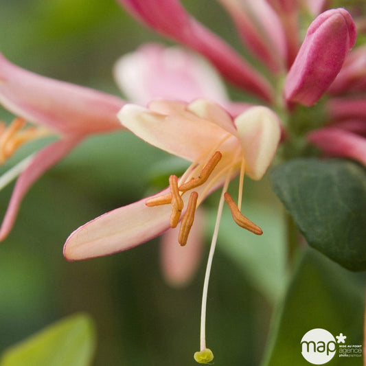  Lonicera X Heckrottii 'Goldflame' : H 125/150 Cm, Ctr De 3 Litres