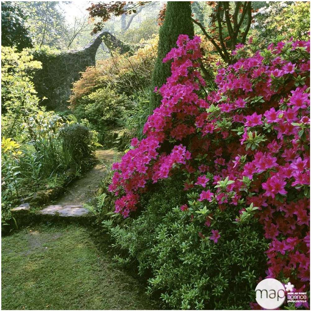  Azalea Japonica H25/30 Cm : Pot 3 L - Coloris Variables