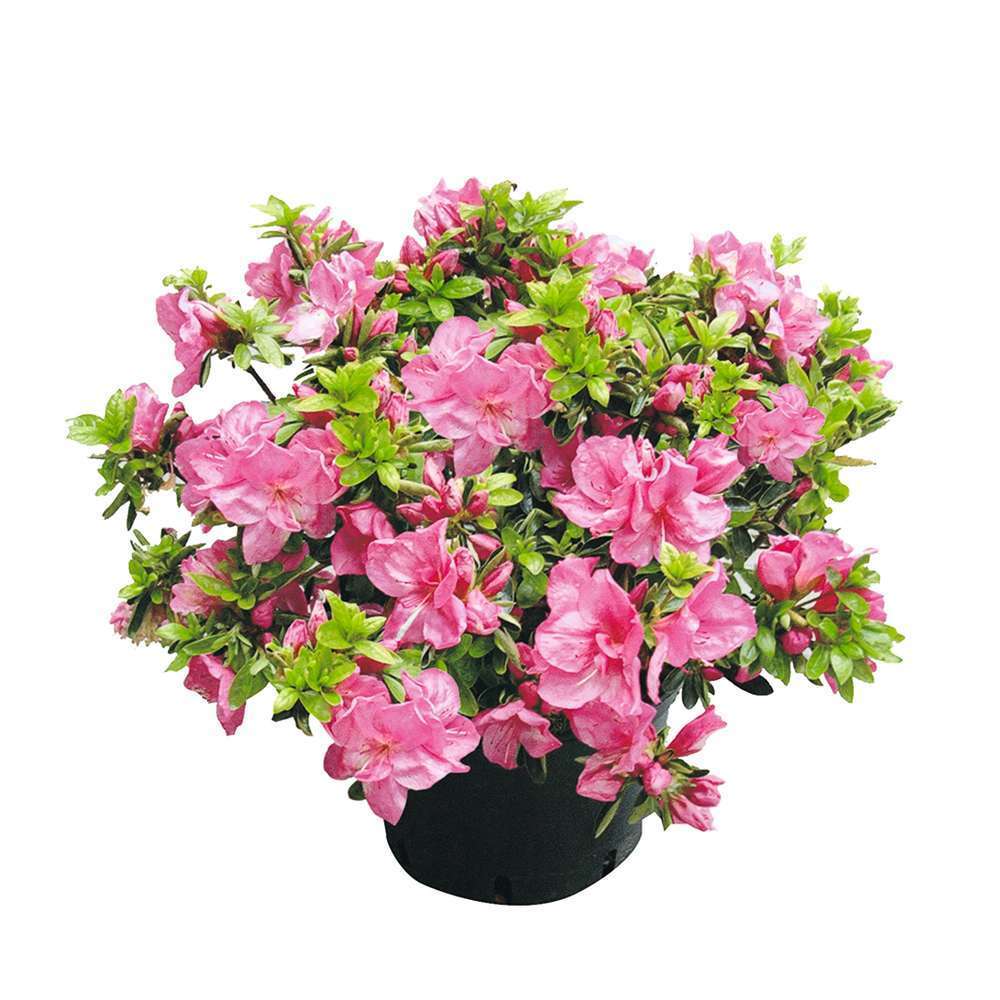 Azalea Japonica H25/30 Cm : Pot 3 L - Coloris Variables