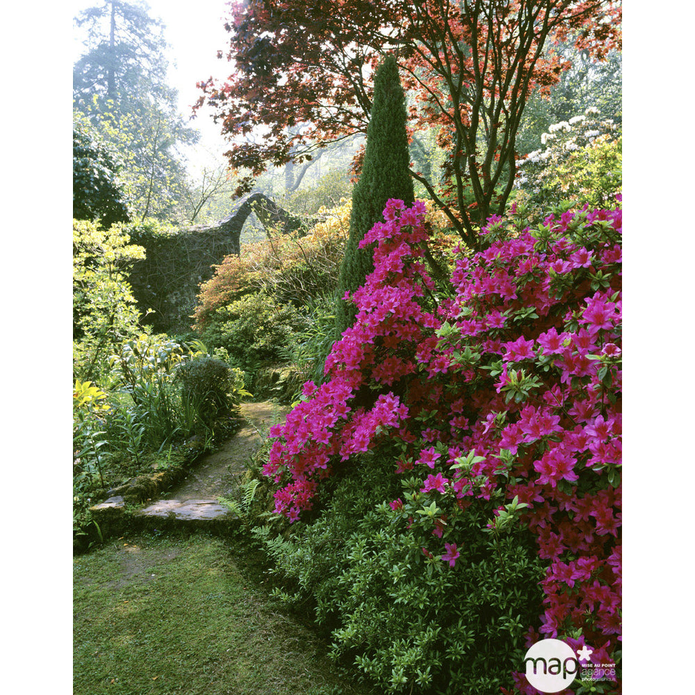  Azalea Japonica H25/30 Cm : Pot 3 L - Coloris Variables