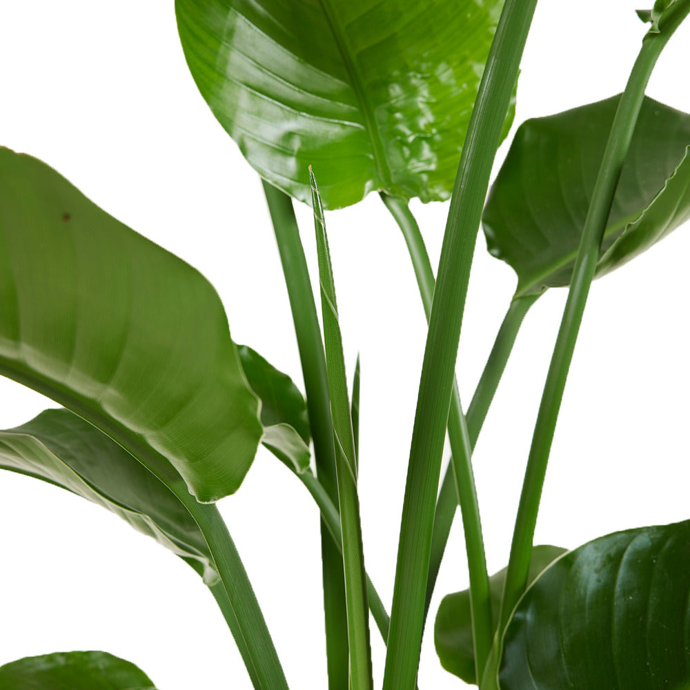  Lot De 2 - Strelitzia Nicolai - Plante Strelitzia - Hauteur 70-80 Cm - Pot De 17 Cm