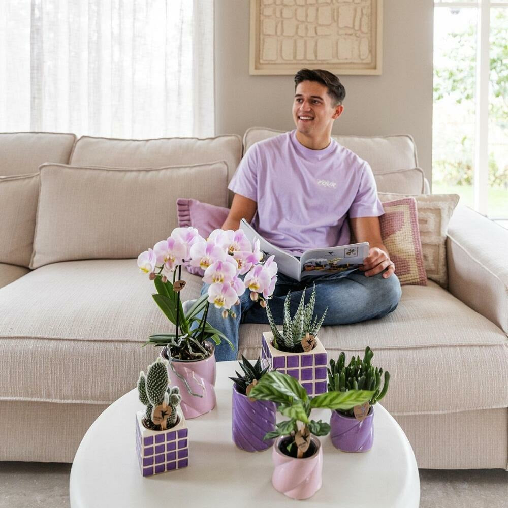  Kolibri Orchids Phalaenopsis Lilas Orchidée El Salvador + Pot Décoratif Mosa Lilas - Taille De Pot 9cm