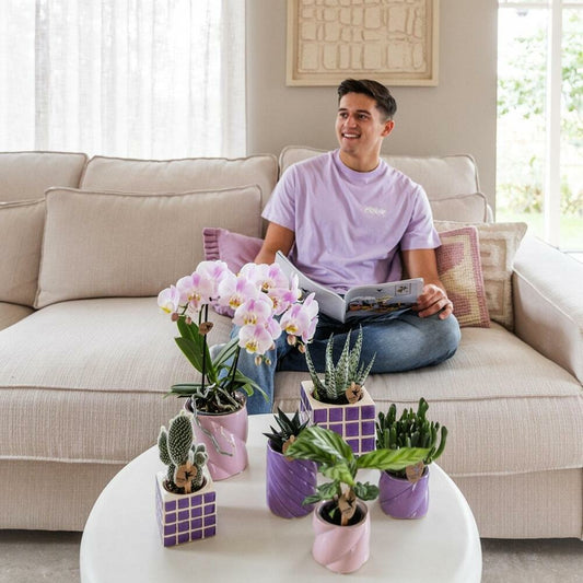  Kolibri Orchids Phalaenopsis Lilas Orchidée El Salvador + Pot Décoratif Mosa Lilas - Taille De Pot 9cm