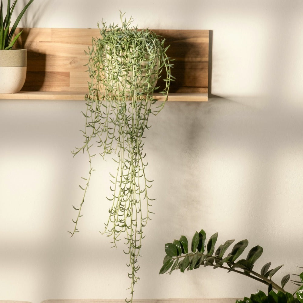  Collier De Perles - Set De 2 - Senecio Radicans - Hauteur 10-20cm - ⌀12cm