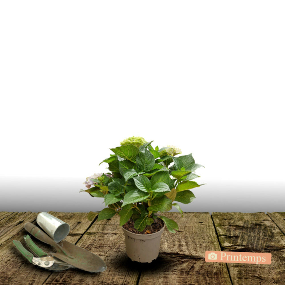  Hortensia Macrophylla You&me® 'inspire'/[-]pot De 1,3l - 20/60 Cm