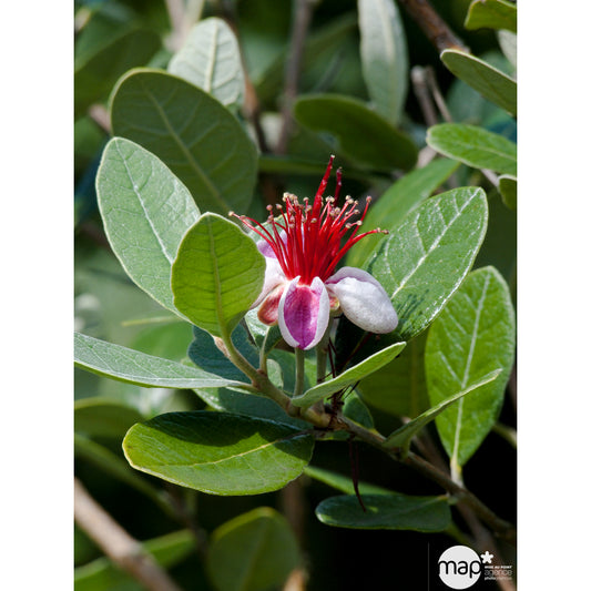 Feijoa Sellowiana : Pot De 10 Litres
