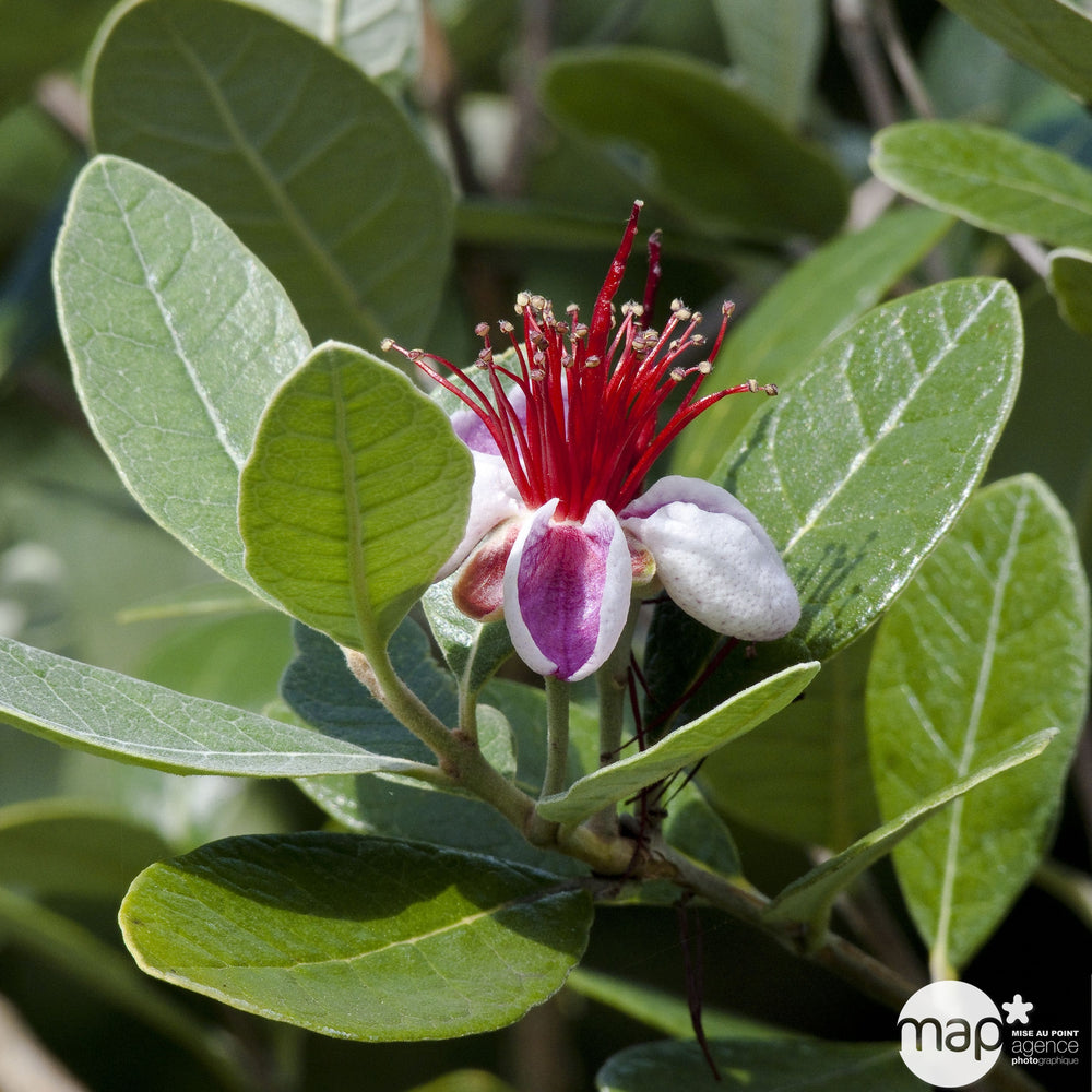  Feijoa Sellowiana : Pot De 10 Litres